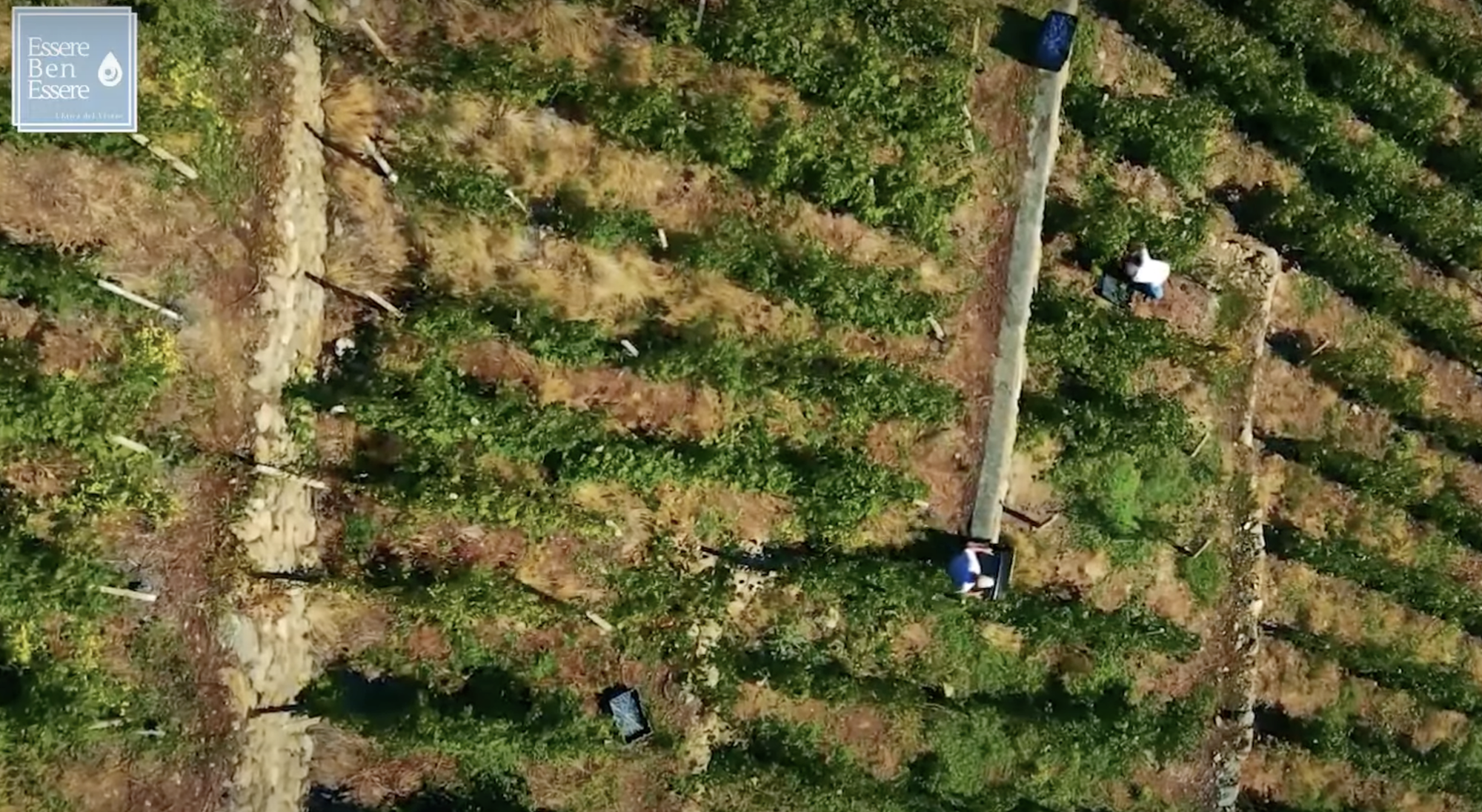 UNCEM Lombardia protagonista della rubrica Telecolor "EssereBenessere - L'etica del vivere"